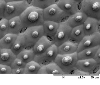 ハスの葉の表面 電子顕微鏡画像