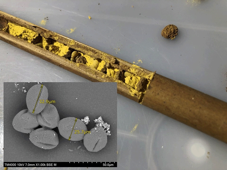 Pollen stored in a bamboo tube inside the Insect Hotel and an image of pollen seen with an electron microscope