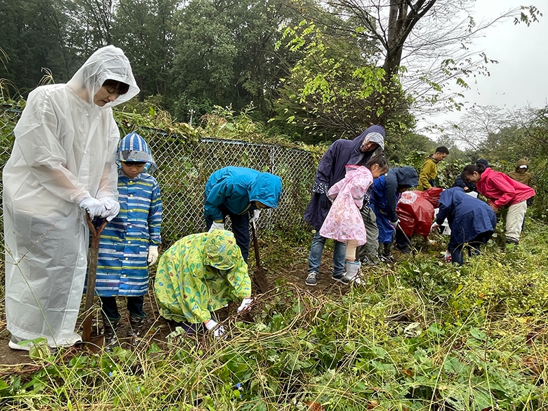 Sweet potato harvesting in the field