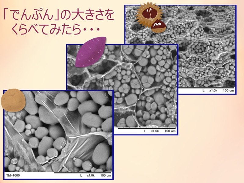 Electron microscope images of starch