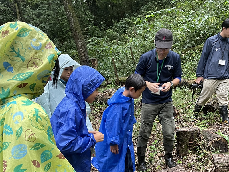 Nature observation in the forest