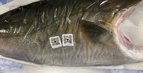 QR code labels on an amberjack