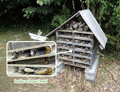 Insect hotel