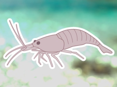 Marine shrimp