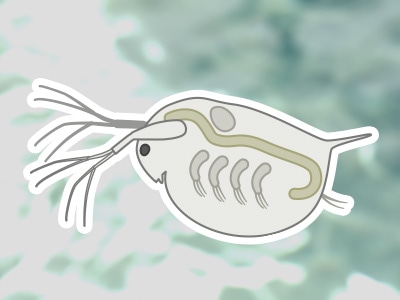 Daphnia