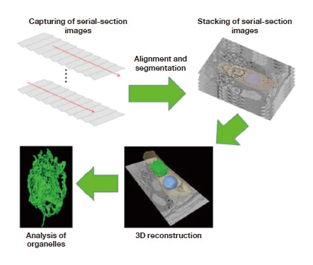 Procedure for 3D reconstruction of serial-section images