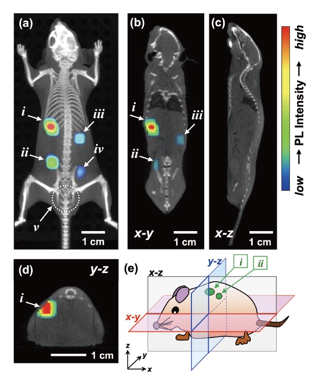 図5 （a-d） Ag-In-Ga-Se量子ドットを皮下注射したマウスの三次元近赤外発光イメージング。画像はマウスのX線CT画像とPL像とを重ね合わせたもの。（e）マウスの画像撮影の模式図。文献13）より許可を得て転載。Ⓒ2020 American Chemical Society