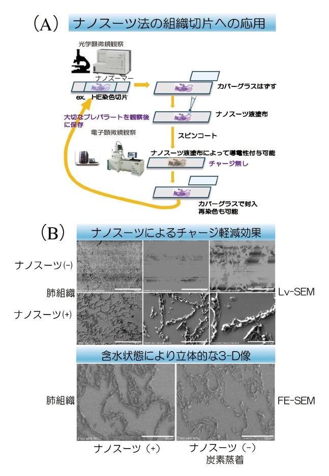 図1 FFPE切片におけるナノスーツ-CLEM法