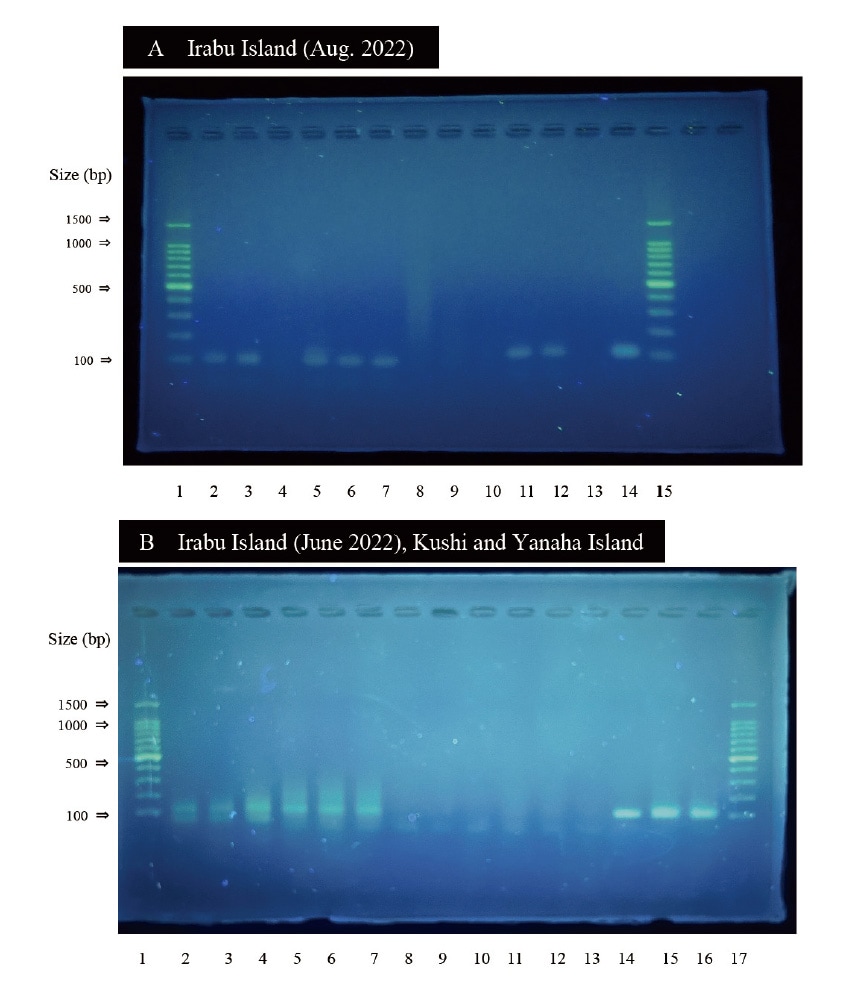 図4　ジュゴンの特異的プライマーを用いた糞のPCR後のアンプリコンのアガロースゲル電気泳動パターンの写真。レーンA1及びA15：DNAラダー、A2-12：2022年8月に伊良部で採取した糞、A13：陰性コントロール、A14：陽性コントロール、B1及びB17：DNAラダー、B2-4：2022年6月に伊良部で採集した糞、B5-7：沖縄島名護市久志で採取した糞、B8-10：屋那覇島で採取した糞、B11-13：陰性コントロール、B14-16：陽性コントロール。各レーンは糞便サンプルから抽出したDNAの各レプリケートを示す。A及びBの各糞サンプルのDNA抽出は、それぞれ1回及び3回の反復を行った。